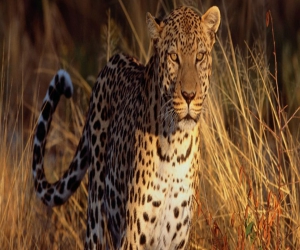 Ranthambore - Jungle Safari with full adventure