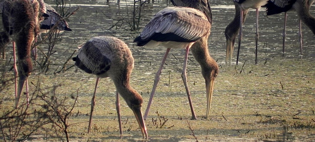 Keoladeo Ghana National Park - Bharatpur Bird Sanctuary - Coveringindia