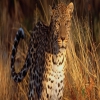 Ranthambore - Jungle Safari with full adventure