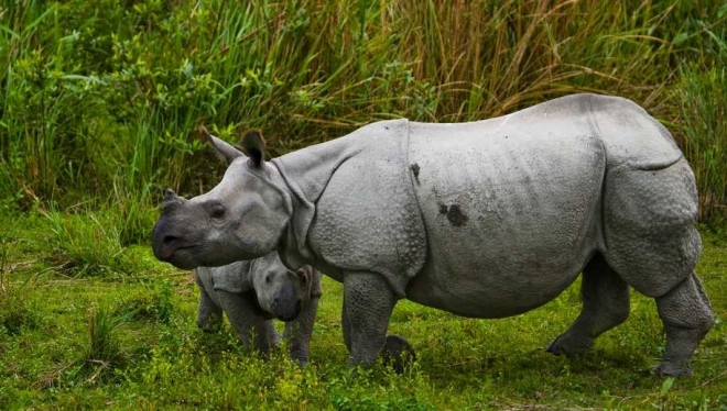 Manas National Parks