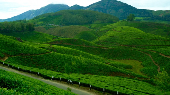 Tea & Spice Plantation , Devikulam