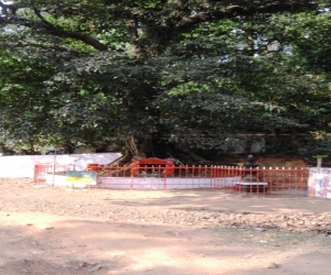 Chain Tree