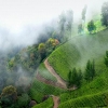 Munnar